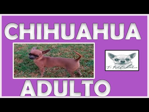 Cuando deja de crecer un Chihuahua y pasa a ser adulto 26