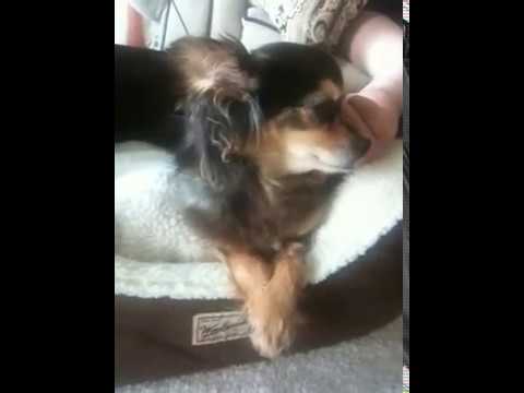 yorkie spay recovery 1 introducing a senior to a vet elizabethan cone 1 funnydog tv yorkie spay recovery 1 introducing a senior to a vet elizabethan cone 1 funnydog tv