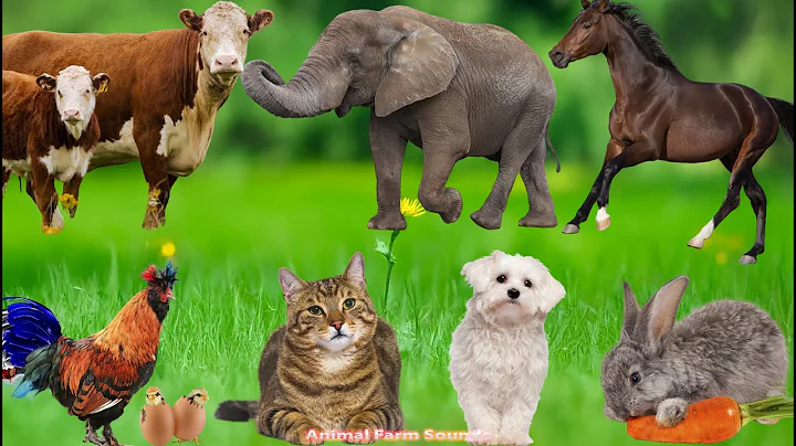 Farm Animal Sounds: Dog, Chicken, Cat, Sheep, Duck, Cow, Rabbit, Horse, Elephant – Animal Sounds thumbnail