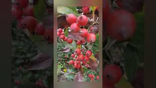 Acebo, el árbol sagrado de la buena suerte