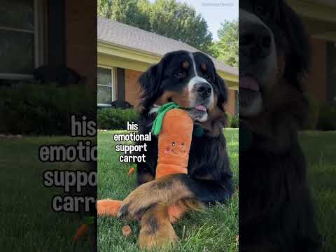 Videó: Az elveszett budweiser kutya keresése vírusos