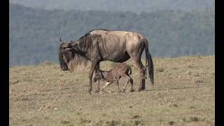 Baby Wildebeest Is Born And On Its Feet In Just 5 Minutes