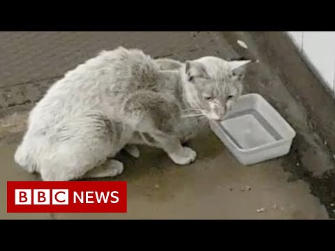 Video: Pet Scoop: Dojazdné Cat Boardy London Tube, USA Rozdrví šesť ton Ivory