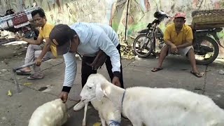 2.500 ANAK 2 JANTAN SEMUA ⁉️ HARGA DOMBA PASAR WAGE KERTOSONO @pakhuriwonglugu3096 