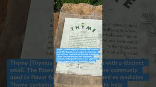 #thyme #herbs #informativevideos #naturephotography #morningwalk #sunnyday #shortsvideo #shorts #usa