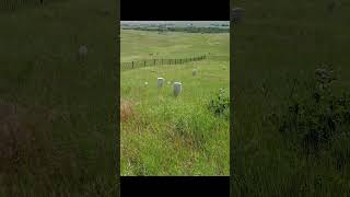 Little Bighorn Battlefield Tour Series #history #littlebighorn #custer #laststand
Little Bighorn Battlefield Tour Series #history #littlebighorn #custer #laststand Little Bighorn Battlefield Tour Series #history #littlebighorn #custer #laststand