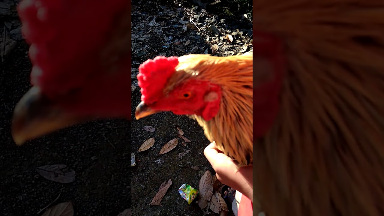 Ngadu ayam yang ter baik 