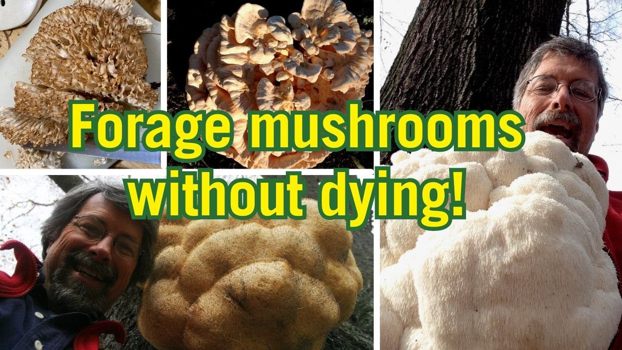 PODCAST | A Mushroom Hunting Guide for Beginners
