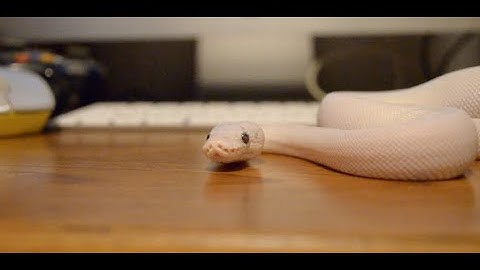 Ball Python care guide! (2022) My pets and fun facts!