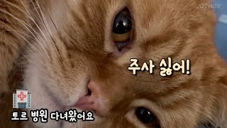 여러분 토르 병원 다녀왔습니다. (고양이 병원 방문 후기)