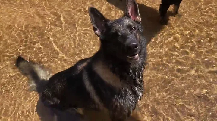 Busqueda de explosivos con perros