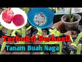 Cara Menanam Buah Naga dari Biji Cara Menanam Buah Naga dari Biji