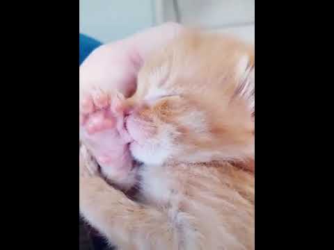 A kitten sucking its thumb - YouTube