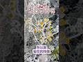 銀葉菊開花|滴水湖廣場|上海 Shanghai