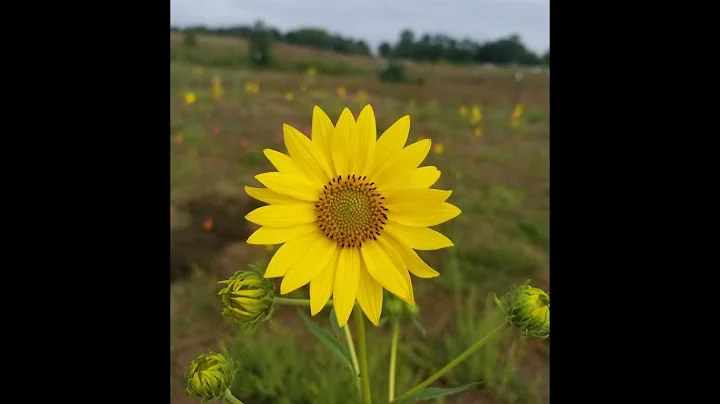 Secrets of Sunflowers: A Natural History of Sunflo...