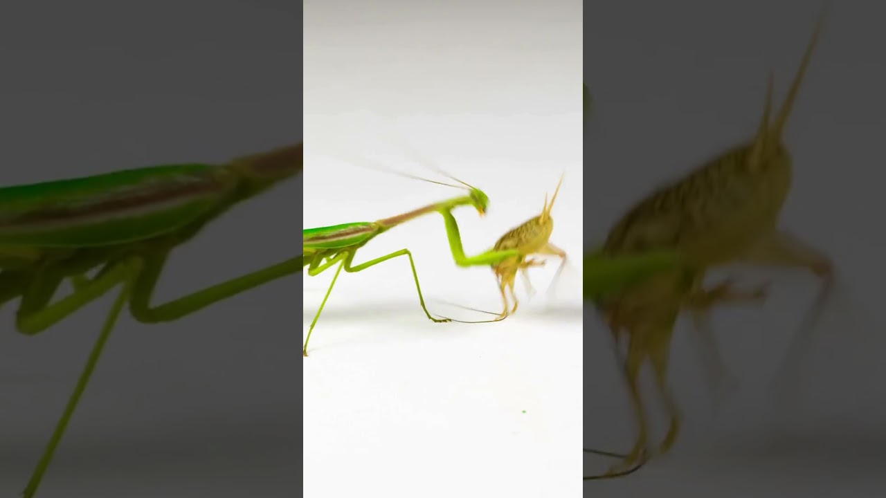 Praying mantis attacks cricket | Mantis vs Cricket Fight 