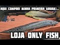 Loja Only Fish | Voltei a loja onde comprei minha primeira Aruanã e a minha Moreia Fire