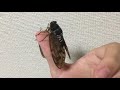 Sound of Large Brown Cicada (Japan, Kanto Region) September 2, 2021
