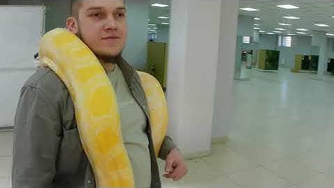 Питон катается по залу)) ДЖУНГЛИ ПАРК #zoo #snake #змея #python