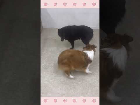 ＃犬のようちえん　＃犬のほいくえん　＃犬お泊りトレーニング　　#子犬しつけ  #しつけ教室 　#スキッパーキ 　＃犬のしつけ　#shorts 　#パピートレーニング