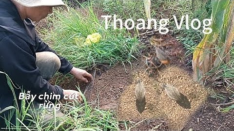 Cách bẫy chim cút hiệu quả (phần 2)