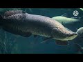 os 10 maiores peixes predadores de agua doce
