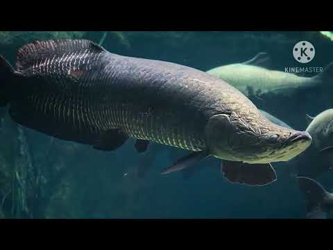 Vídeo: Tipos E Variedade De Peixes Predadores