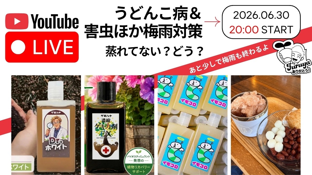 20時〜！梅雨でお花が疲れています。回復させるには？　回復グッズを紹介します！