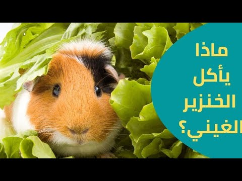 فيديو: ماذا تأكل خنازير غينيا