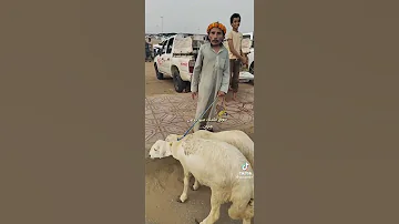 جازان بيش صبيا صامطه تيكتوك وسناب ويوتيوب وسيم الجنوب ضيفوها ليصلكم كل جديد 