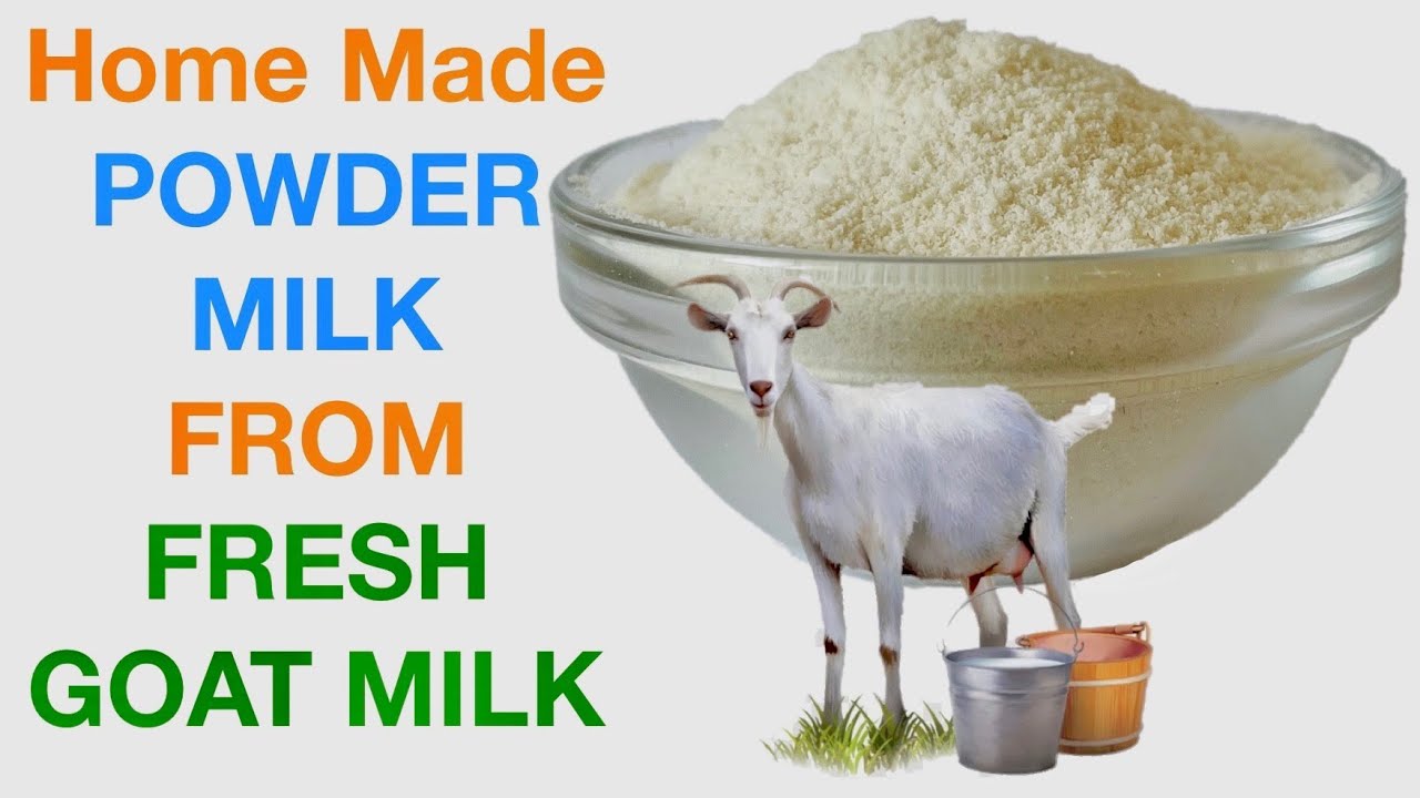 How To Make GOAT MILK Powder From Fresh Goat Milk (Only ONE Ingredient) YouTube
