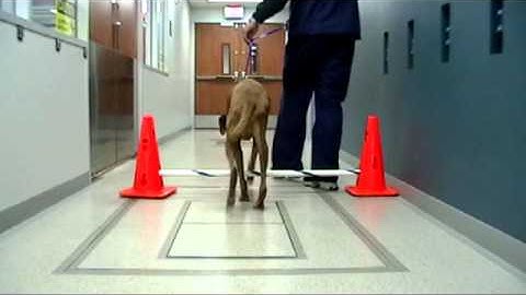 hurdles_viszla_lower clears.mpg