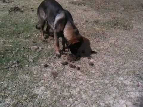 dog eating horse poop
