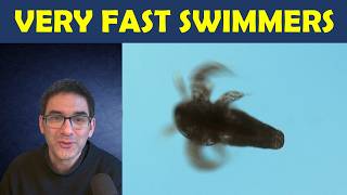 🔬 How to breed SEA MONKEYS (Artemia salina brine shrimp)
