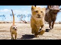 Hakuna Matata Song Scene - THE LION KING (2019) Movie Clip
