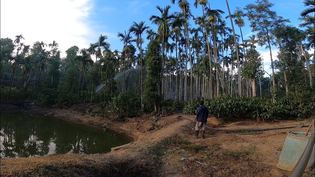 SECOND ROUND IRRIGATION STARTED FOR COFFEE