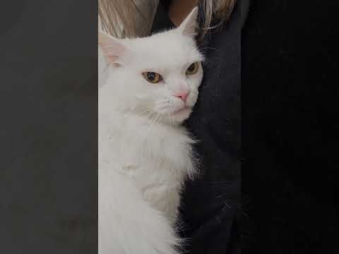 Груминг для кошек в СПб #ветеринар #cat #животные #кошка #котик #советы #kitten #груминг #собака