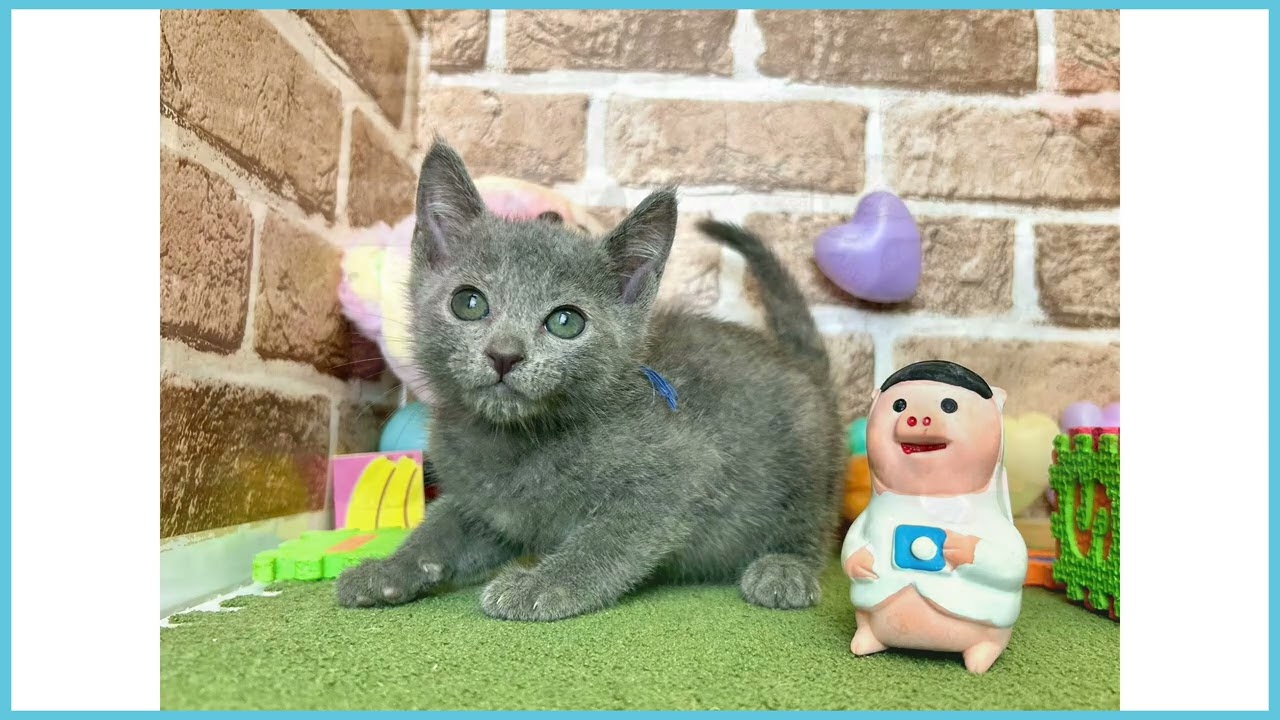 ロシアンブルー 745442 ロシアンブルー - YouTube