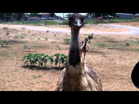 One-Eyed Emu Attack