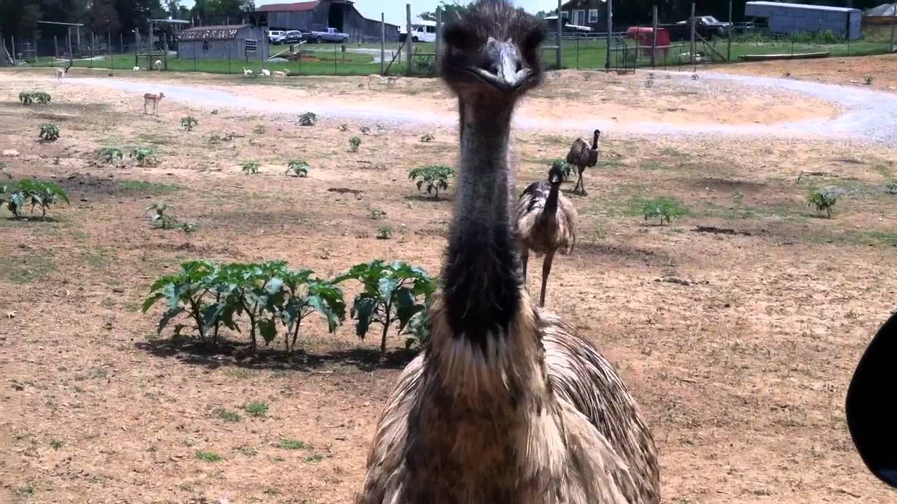 One-Eyed Emu Attack