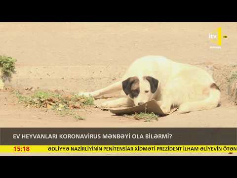 Video: Vallabilər ev heyvanı ola bilərmi?