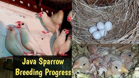 Java Sparrow Breeding Progress