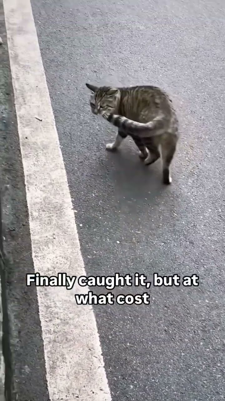Kittyo like aw man it’s time to really go crazy to some prvnci