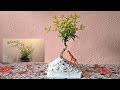 How To Make A Pomegranate Plant Bonsai