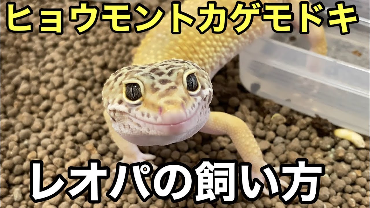 ヒョウモントカゲモドキの飼い方【爬虫類】レオパードゲッコー　シェルター　ケージ　水皿　床材などなど