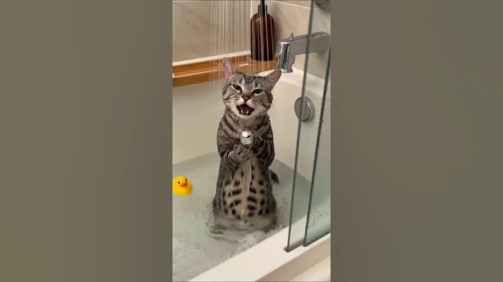 Video 11833831: bengal cat, bathtub cat, cat shower