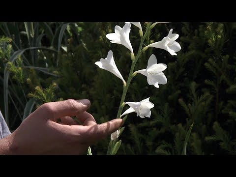 Video: Starostlivosť o cibuľky Watsonia – Ako pestovať záhradnú rastlinu Watsonia