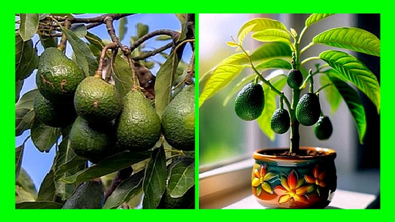 Ultimate Guide to Growing Avocados in Containers: From Planting to ...
