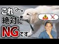 犬に絶対にやってはいけないNG行動３選を現役獣医師が解説！