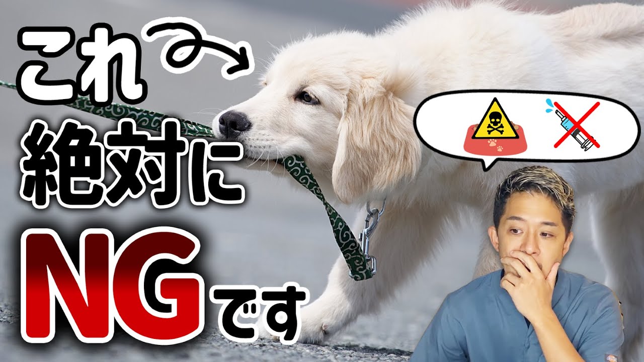 犬に絶対にやってはいけないNG行動３選を現役獣医師が解説！